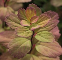 Spiraea betulifolia 'Tor Gold'