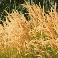Stipa calamagrostis