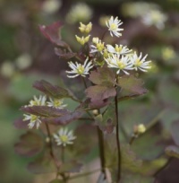 Thalictrum baicalense