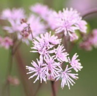 Thalictrum filamentosum