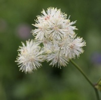 Thalictrum petaloideum