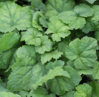Tiarella cordifolia 'Moorgr�n'