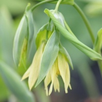 6 Woodland Perennials