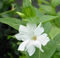 Vinca difformis Greystone Form