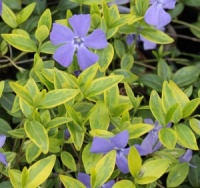Vinca minor 'Aureomarginata'