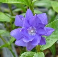 Vinca minor 'Azurea Flore Pleno'