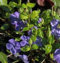Vinca minor 'La Grave'