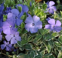 6 Perennials for Dry Shade