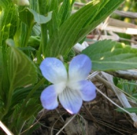 Viola elatior