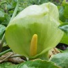 Arum 'Chameleon'