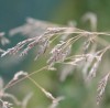 Eragrostis elliottii