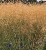 Stipa gigantea