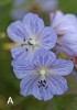 Choose Image: A Geranium pratense 'Mrs Kendall Clark'