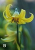 Choose Image: B Erythronium tuolumnense