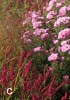 Choose Image: C Panicum, Persicaria & Symphyotrichum