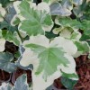 Hedera helix 'Caecilia'