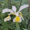 Iris orientalis