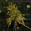 Allium flavum