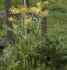 Molopospermum peloponnesiacum