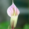 Arisaema candidissimum