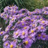 Aster amellus 'Forncett Flourish'