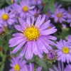 Aster amellus 'Forncett Flourish'