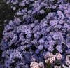 Symphyotrichum 'Little Carlow'