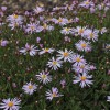 Aster pyrenaeus 'Lutetia'