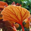 Begonia grandis 'Sapporo'