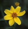 Bidens aurea 'Supernova'