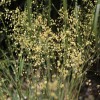Briza media 'Golden Bee'