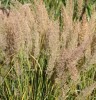 Calamagrostis brachytricha