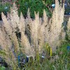 Calamagrostis brachytricha