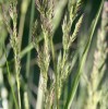 Calamagrostis x acutiflora 'Avalanche'