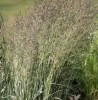 Calamagrostis x acutiflora 'Avalanche'