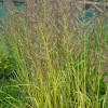 Calamagrostis x acutiflora 'England'