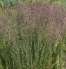 Calamagrostis x acutiflora 'Karl Foerster'