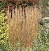 Calamagrostis x acutiflora 'Karl Foerster'