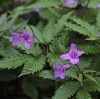 Cardamine glanduligera