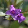 Cardamine glanduligera