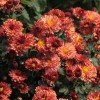 Chrysanthemum 'Bronze Elegance'