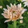 Chrysanthemum 'Edelweiss'