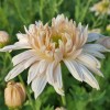 Chrysanthemum 'Edelweiss'