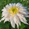 Chrysanthemum 'Edelweiss'