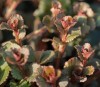 Chrysosplenium macrophyllum