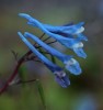 Corydalis flexuosa Norman's Seedling