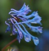 Corydalis 'Tory MP'