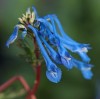 Corydalis 'Tory MP'