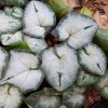 Cyclamen hederifolium 'Silverme Pink'