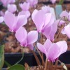 Cyclamen hederifolium 'Silverme Pink'